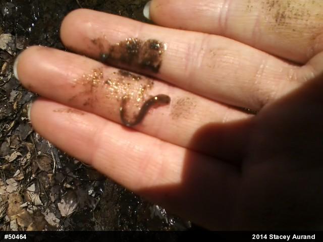 Northern Dusky Salamander