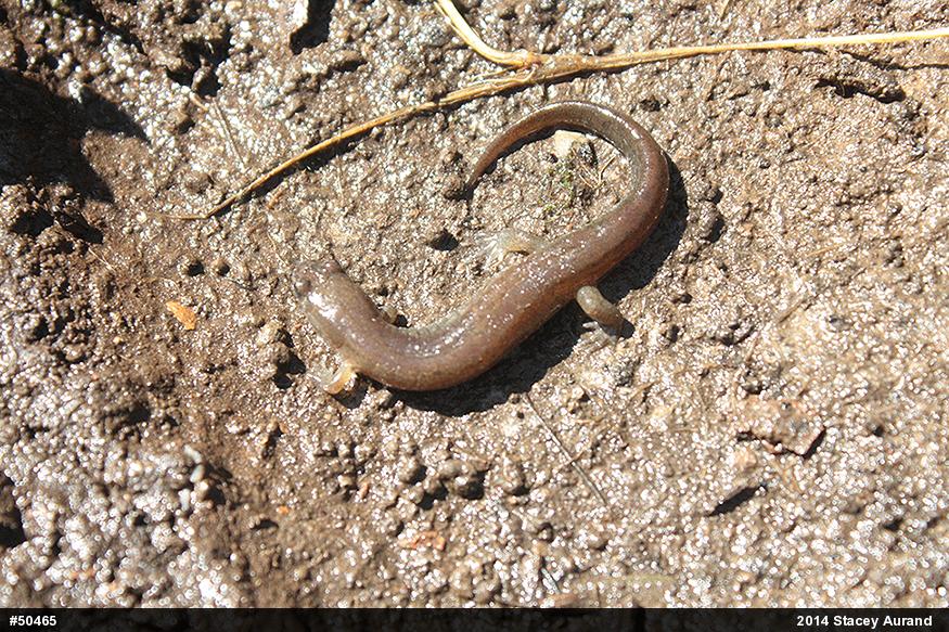 Northern Dusky Salamander