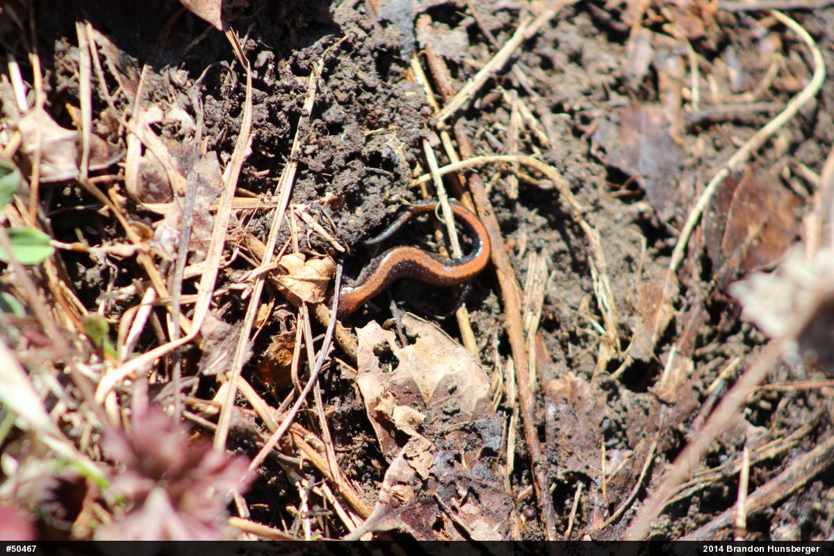 Eastern Red-backed  Salamander