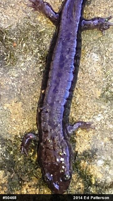 Allegheny Mountain Dusky Salamander