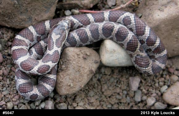 Eastern Milksnake