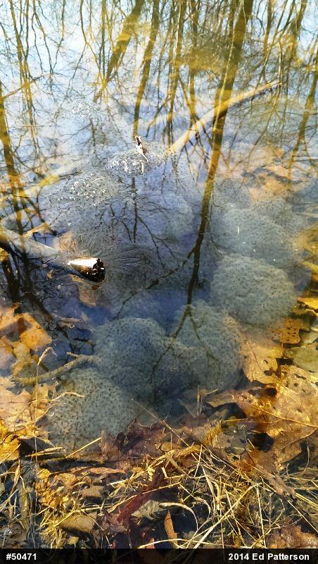 Wood Frog