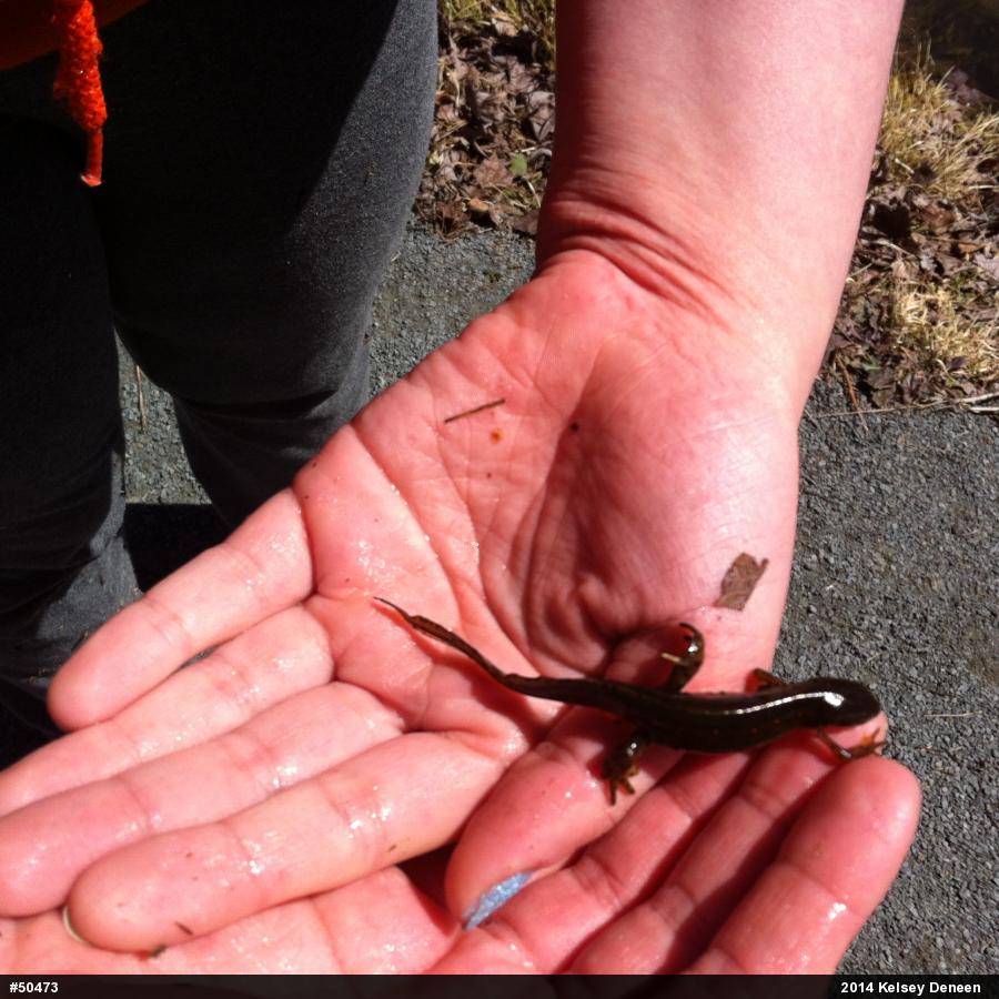 Red-spotted Newt