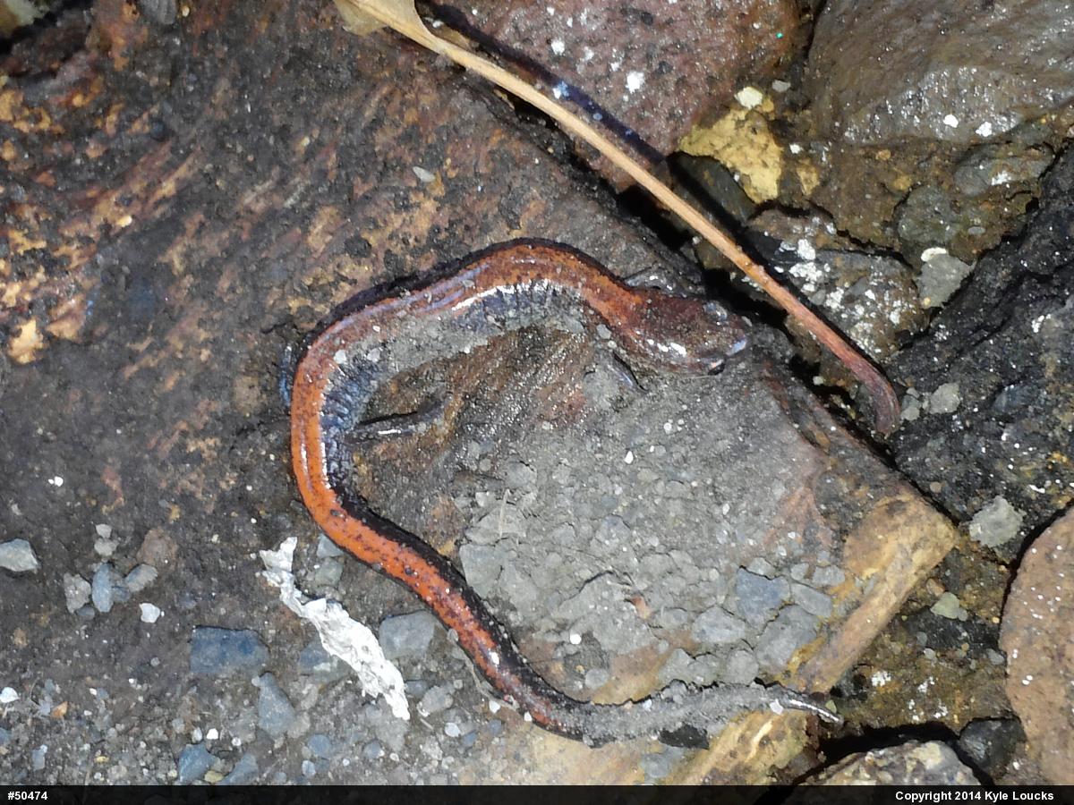 Eastern Red-backed  Salamander