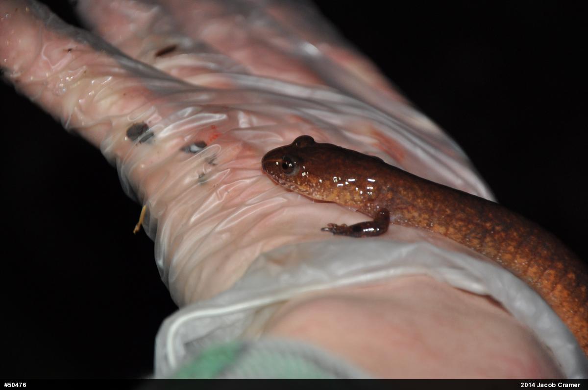 Northern Spring Salamander