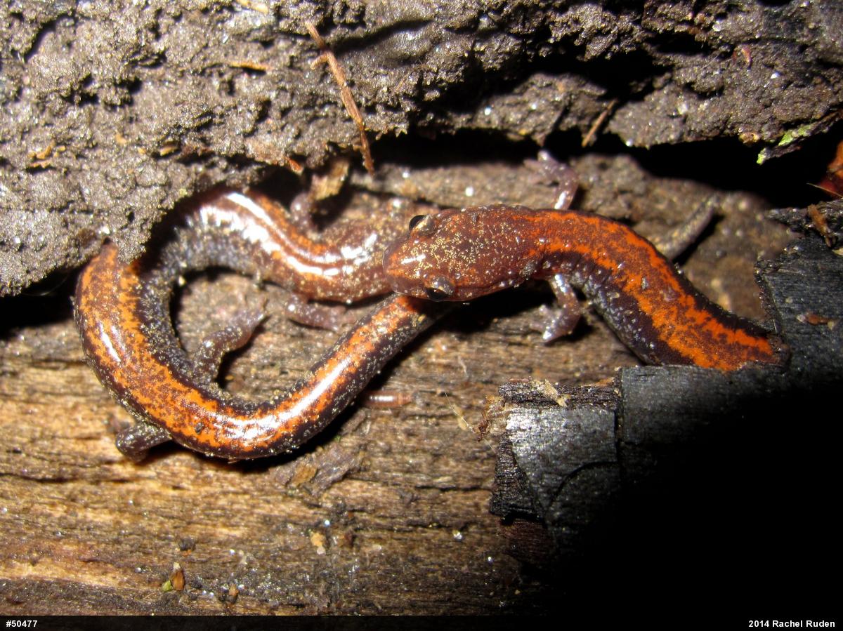 Eastern Red-backed  Salamander