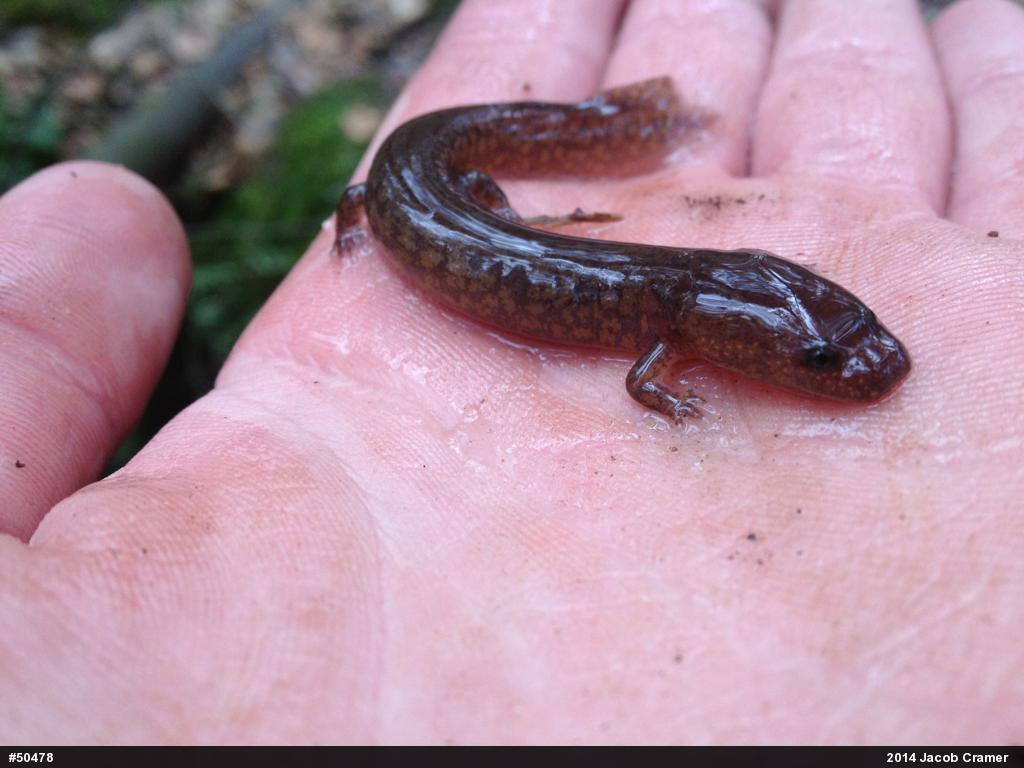 Northern Spring Salamander