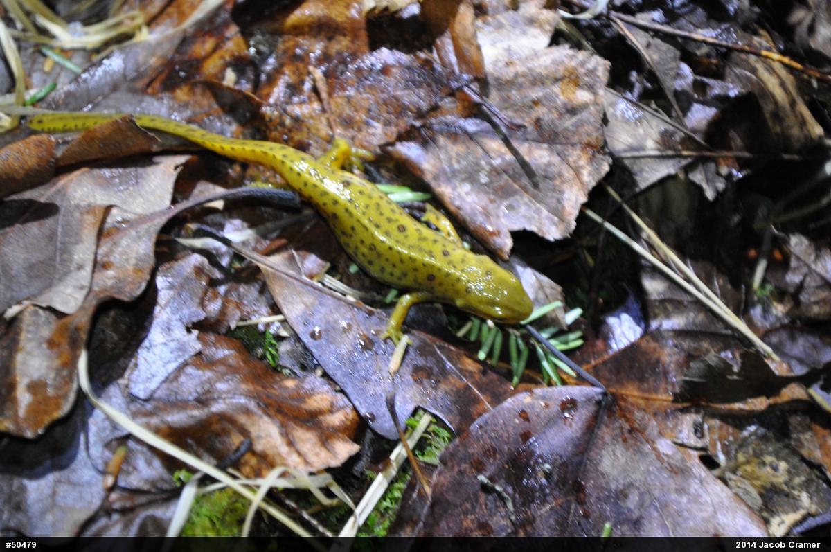 Red-spotted Newt