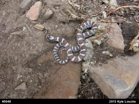 Eastern Milksnake