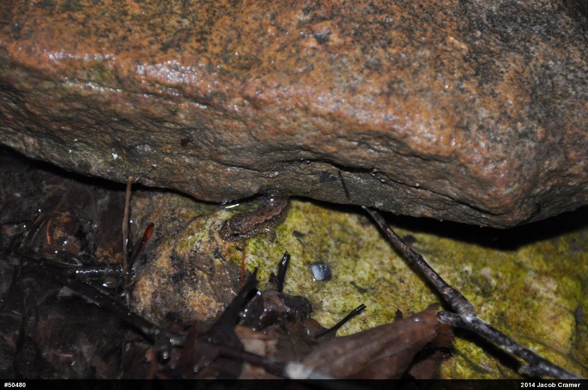 Northern Dusky Salamander