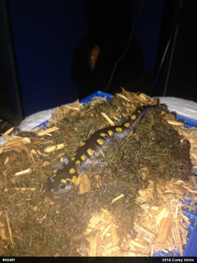 Spotted Salamander