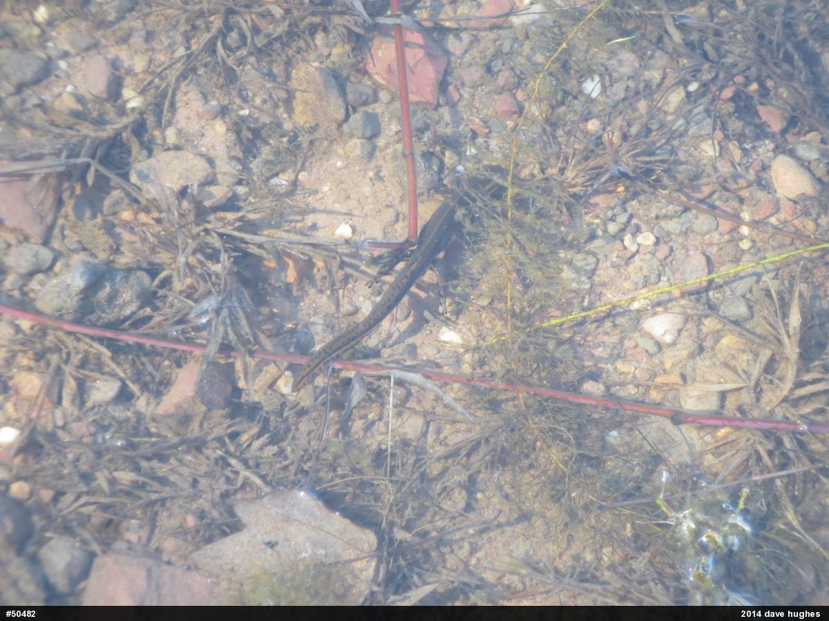 Red-spotted Newt