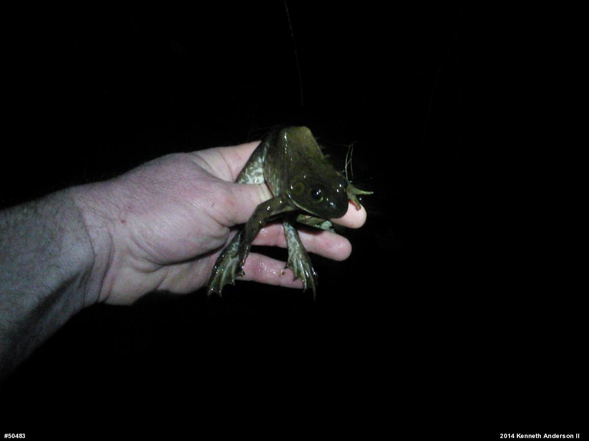 American Bullfrog