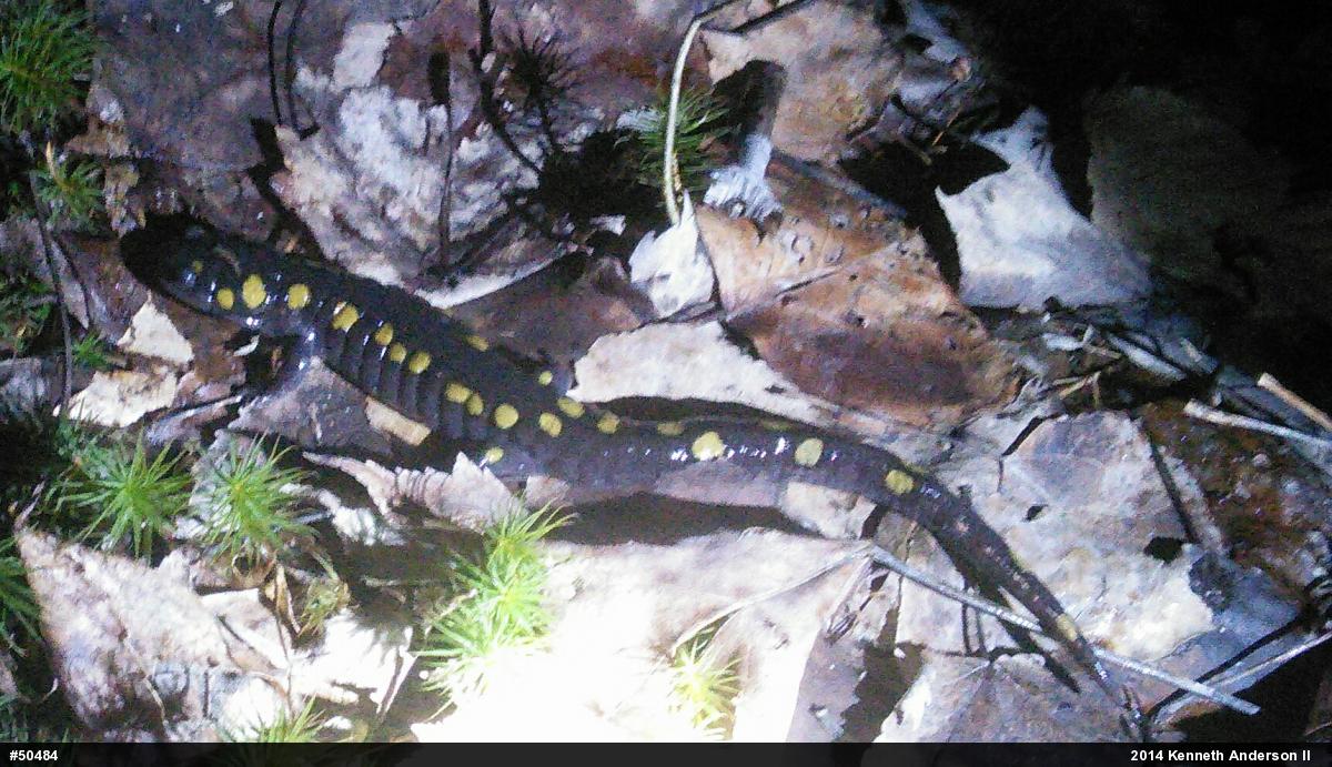Spotted Salamander