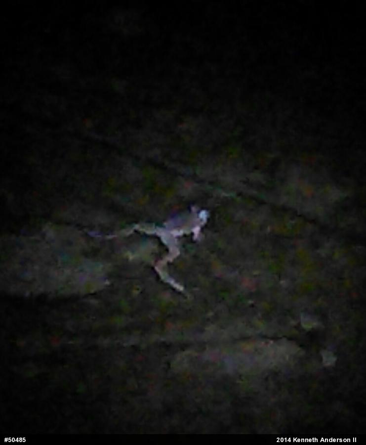 True Frogs