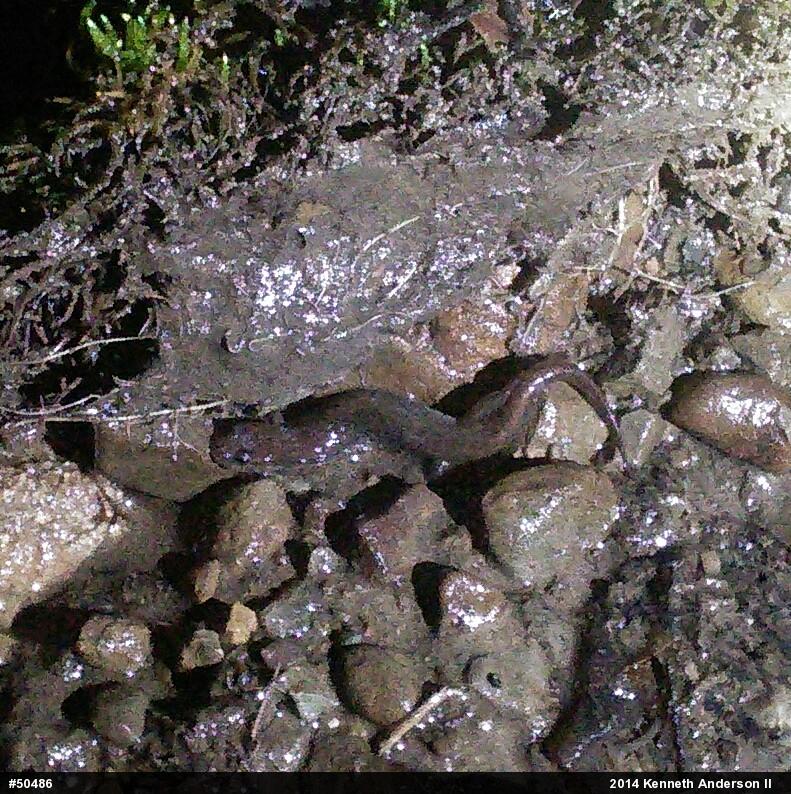 Northern Dusky Salamander