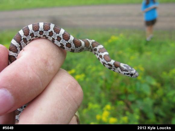 Eastern Milksnake