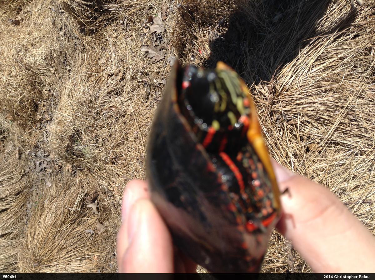 Eastern Painted Turtle