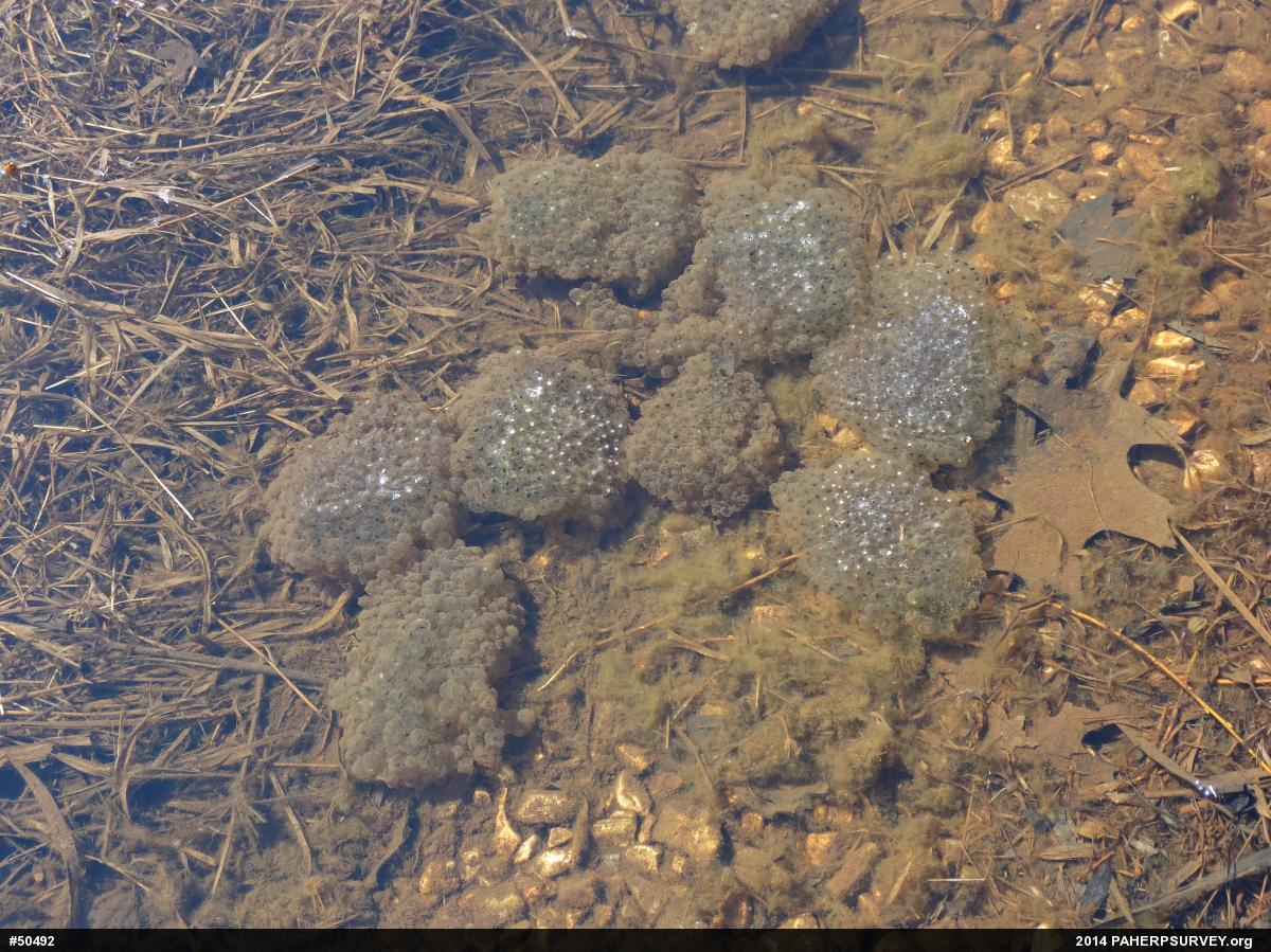 Wood Frog