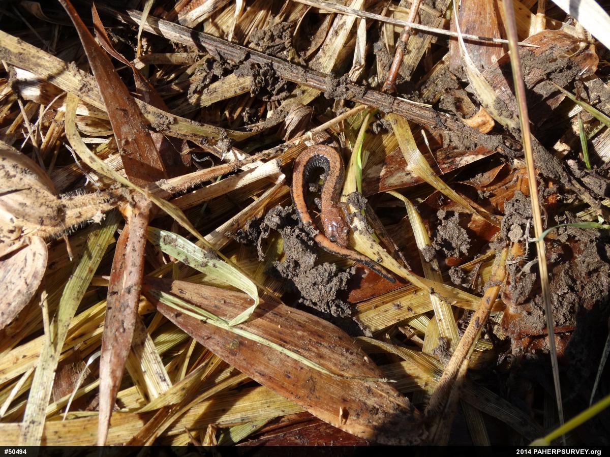 Eastern Red-backed  Salamander
