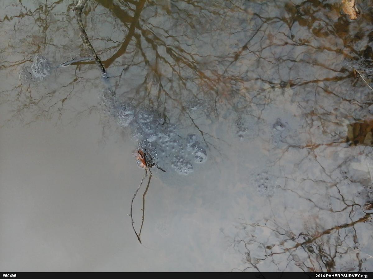 Wood Frog