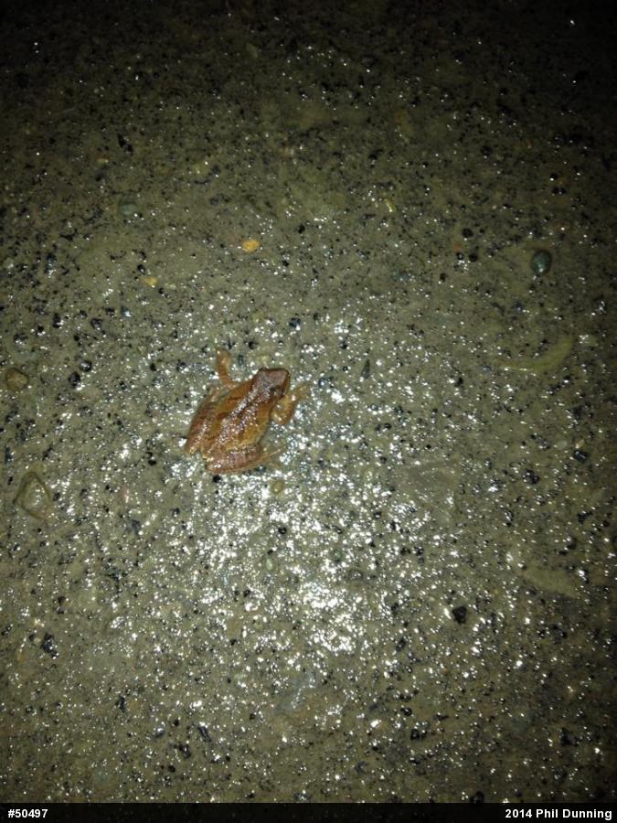 Spring Peeper