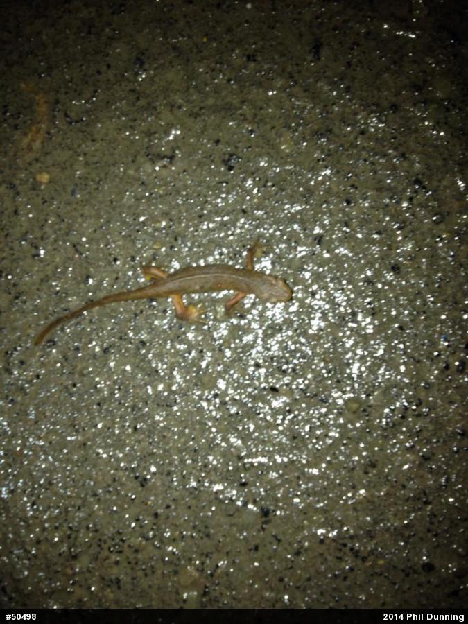 Red-spotted Newt