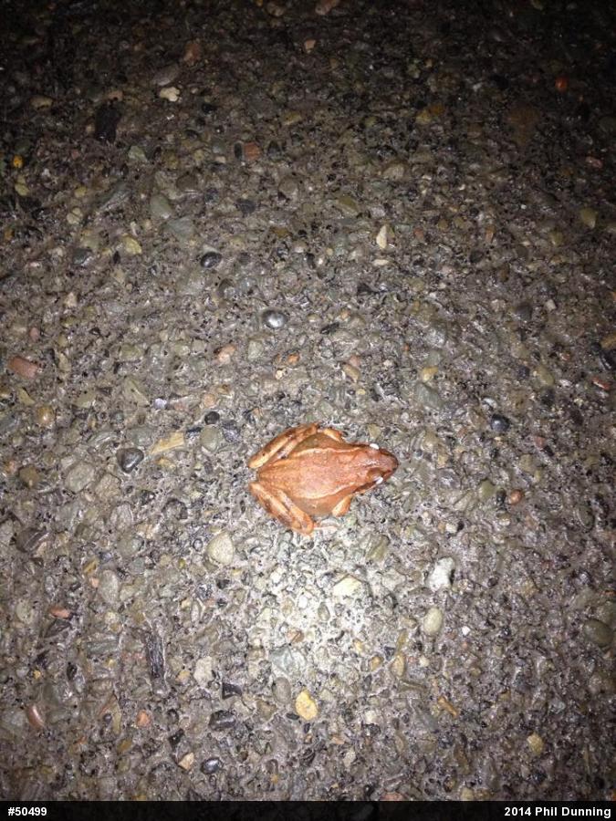 Wood Frog