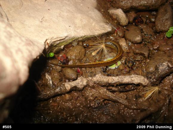 Northern Two-lined Salamander