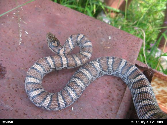 Eastern Milksnake
