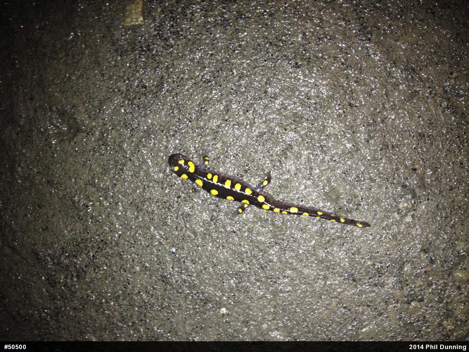 Spotted Salamander