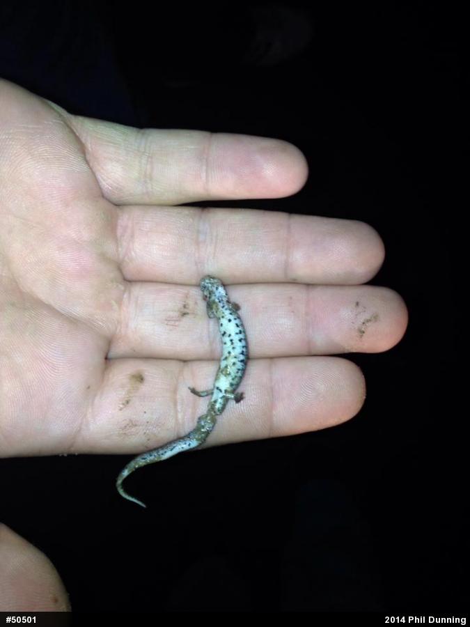 Four-toed Salamander