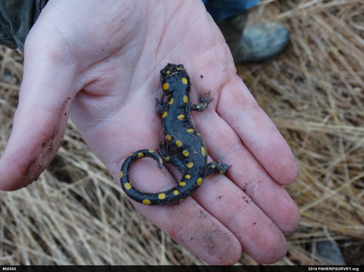 Spotted Salamander
