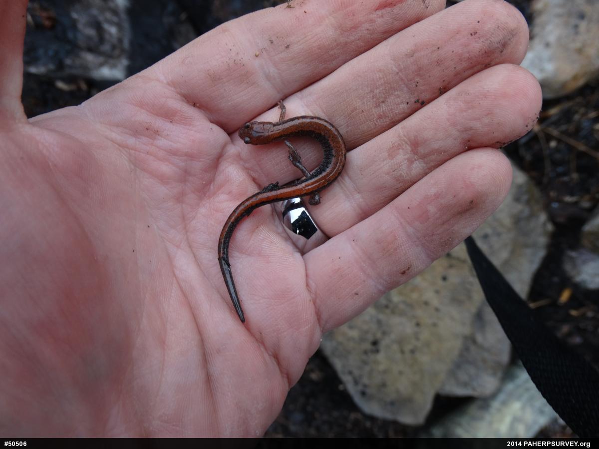 Eastern Red-backed  Salamander