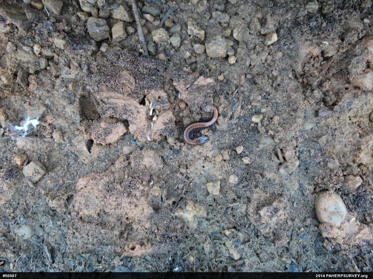 Eastern Red-backed  Salamander