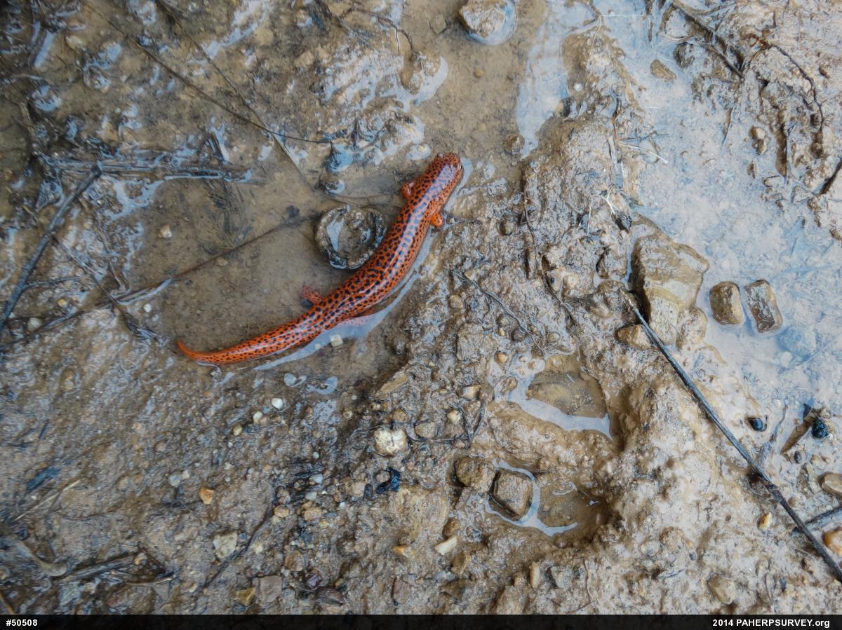 Northern Red Salamander