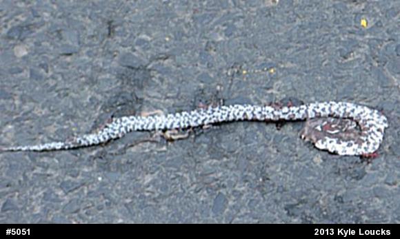Eastern Milksnake