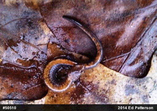 Eastern Red-backed  Salamander