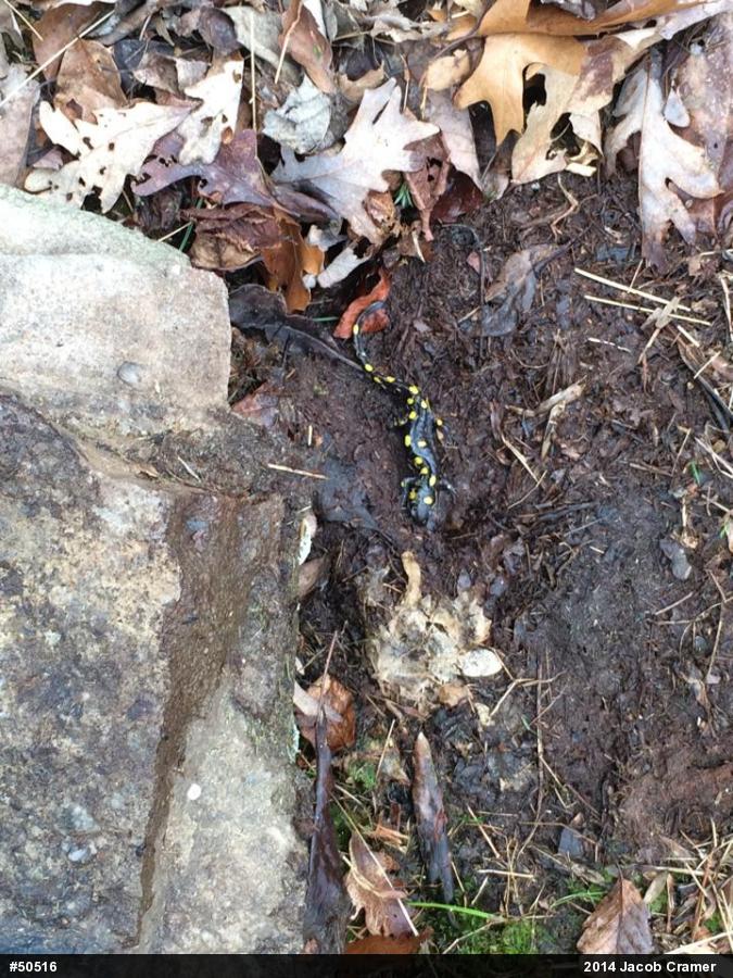 Spotted Salamander