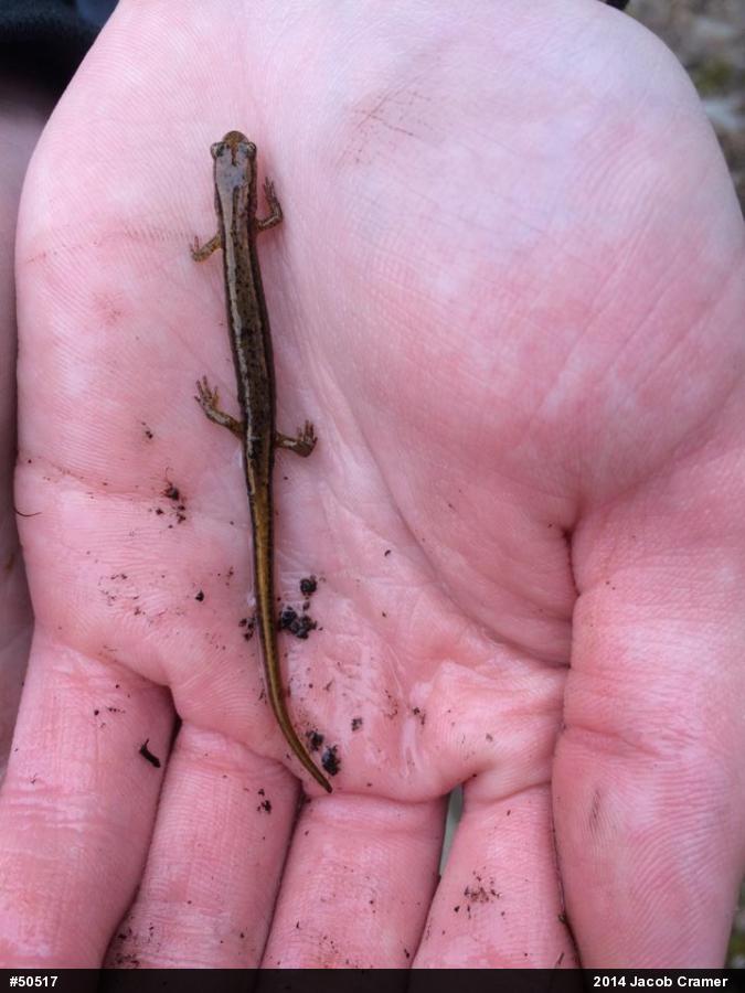 Northern Two-lined Salamander