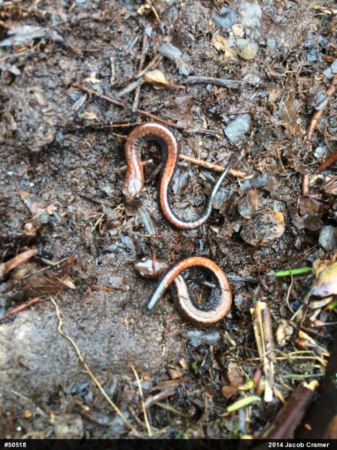 Eastern Red-backed  Salamander