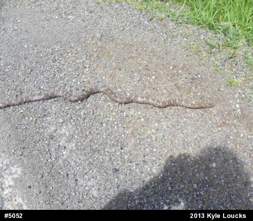 Eastern Milksnake
