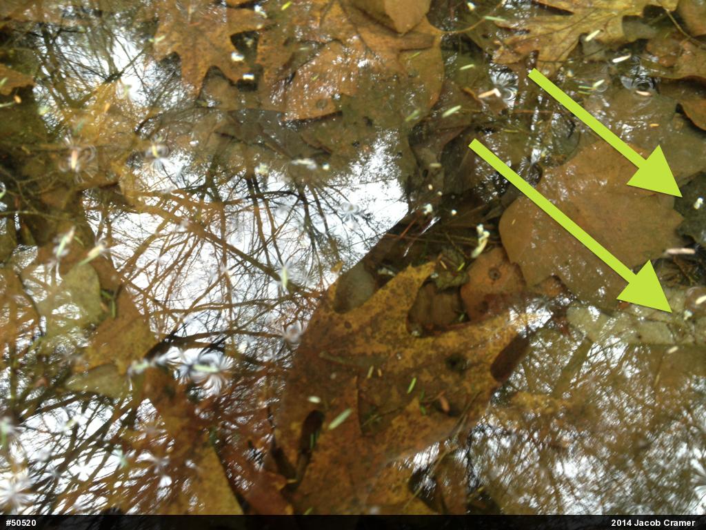 Mole Salamanders