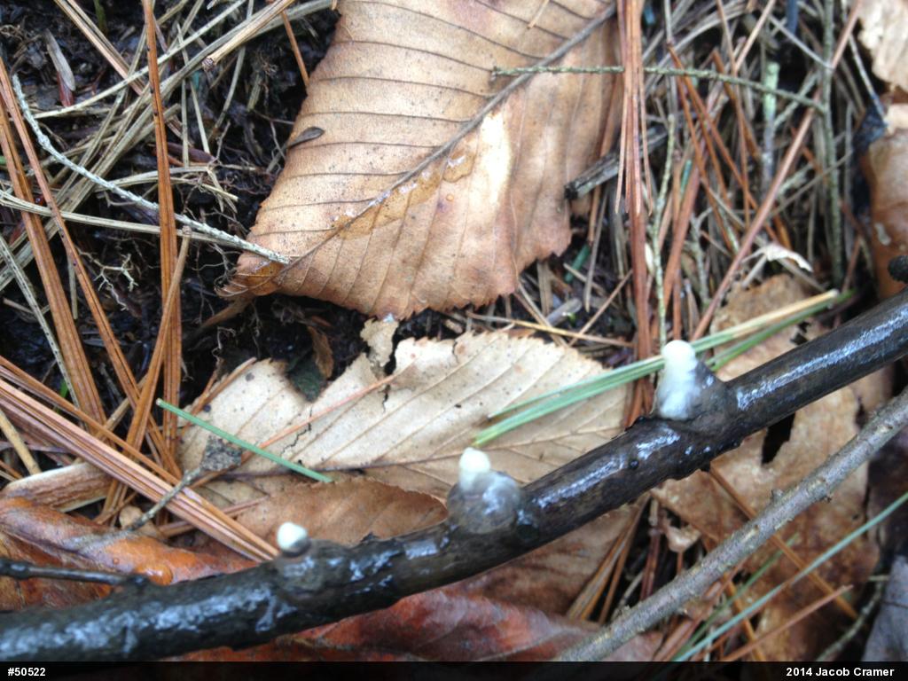Mole Salamanders