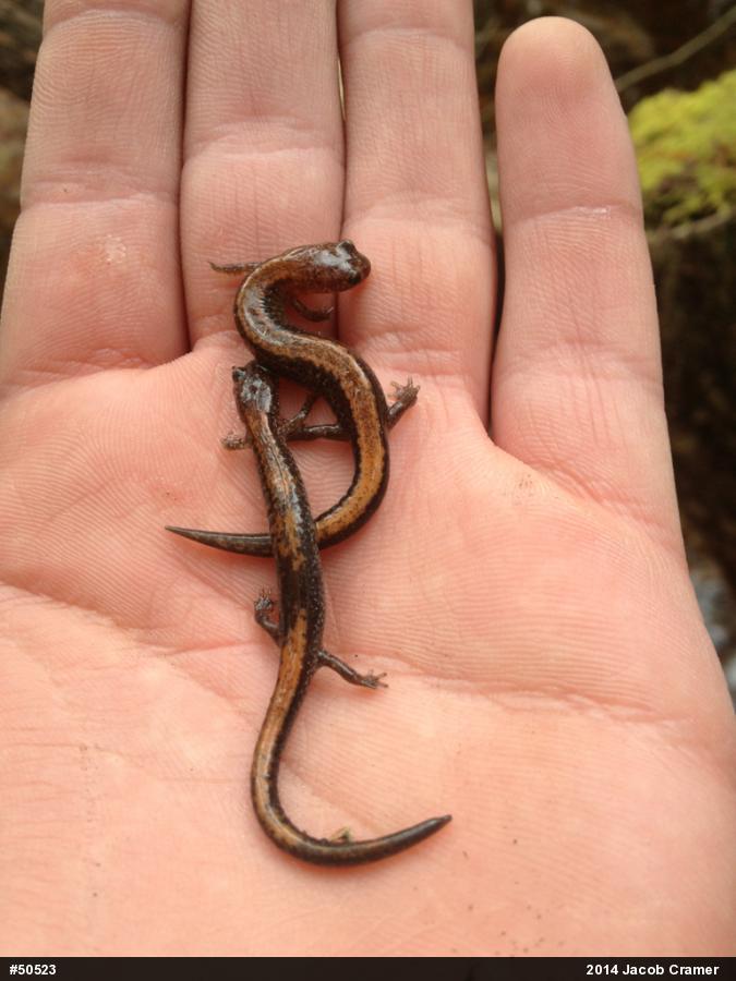 Eastern Red-backed  Salamander