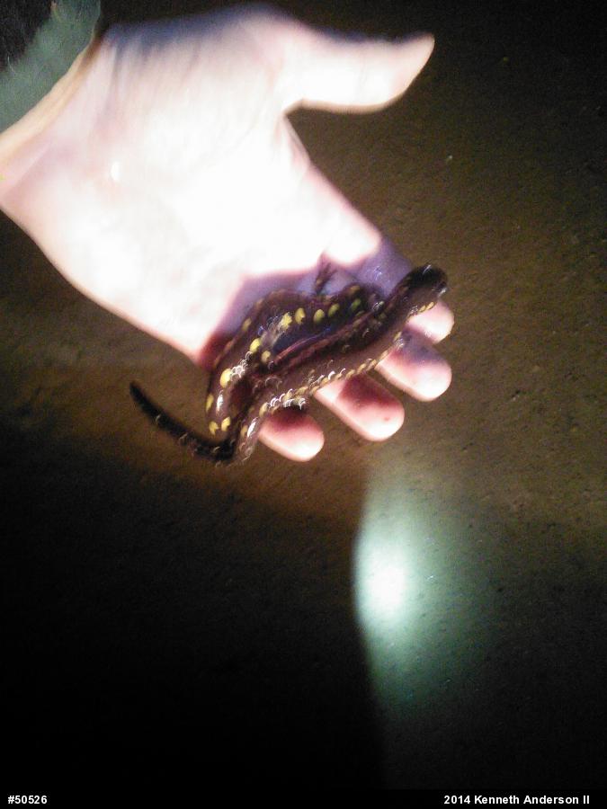 Spotted Salamander