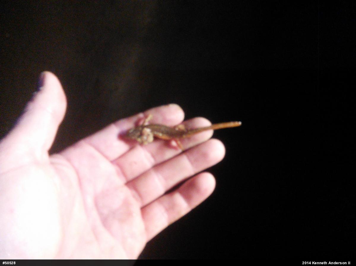 Red-spotted Newt