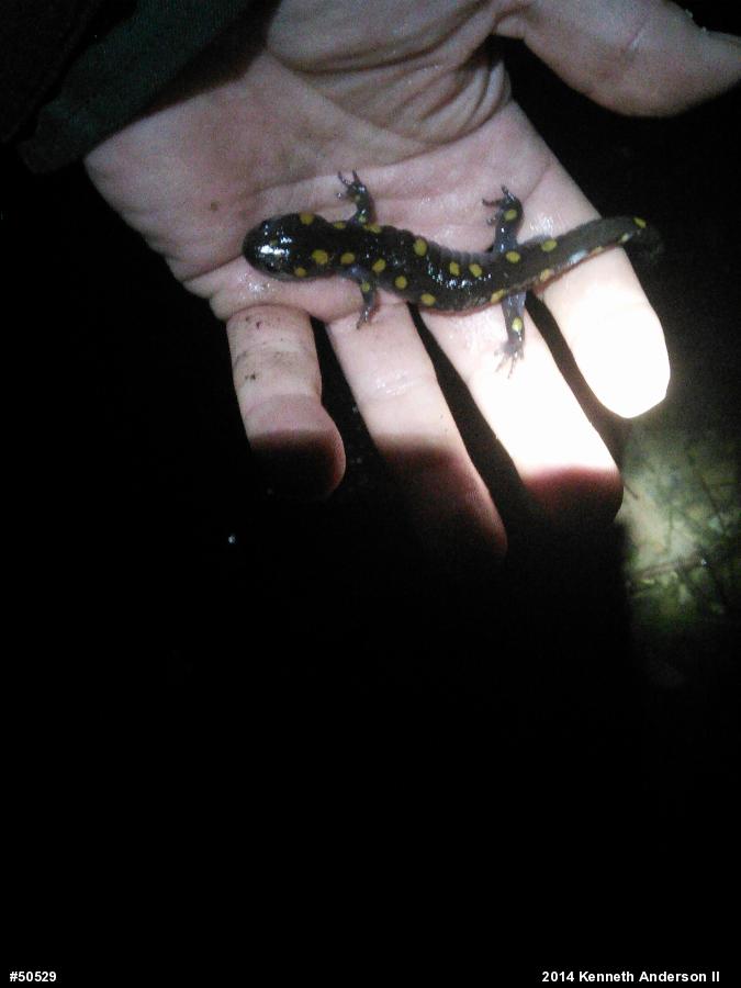 Spotted Salamander