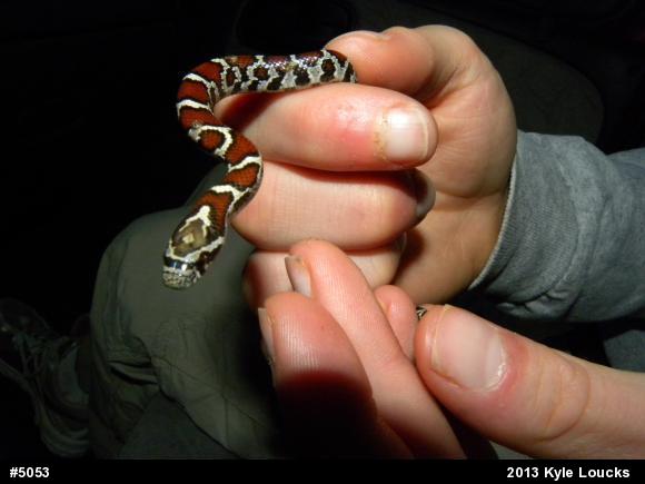 Eastern Milksnake