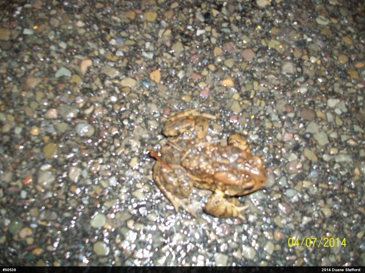 Eastern American Toad